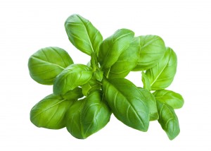 basil leaves isolated