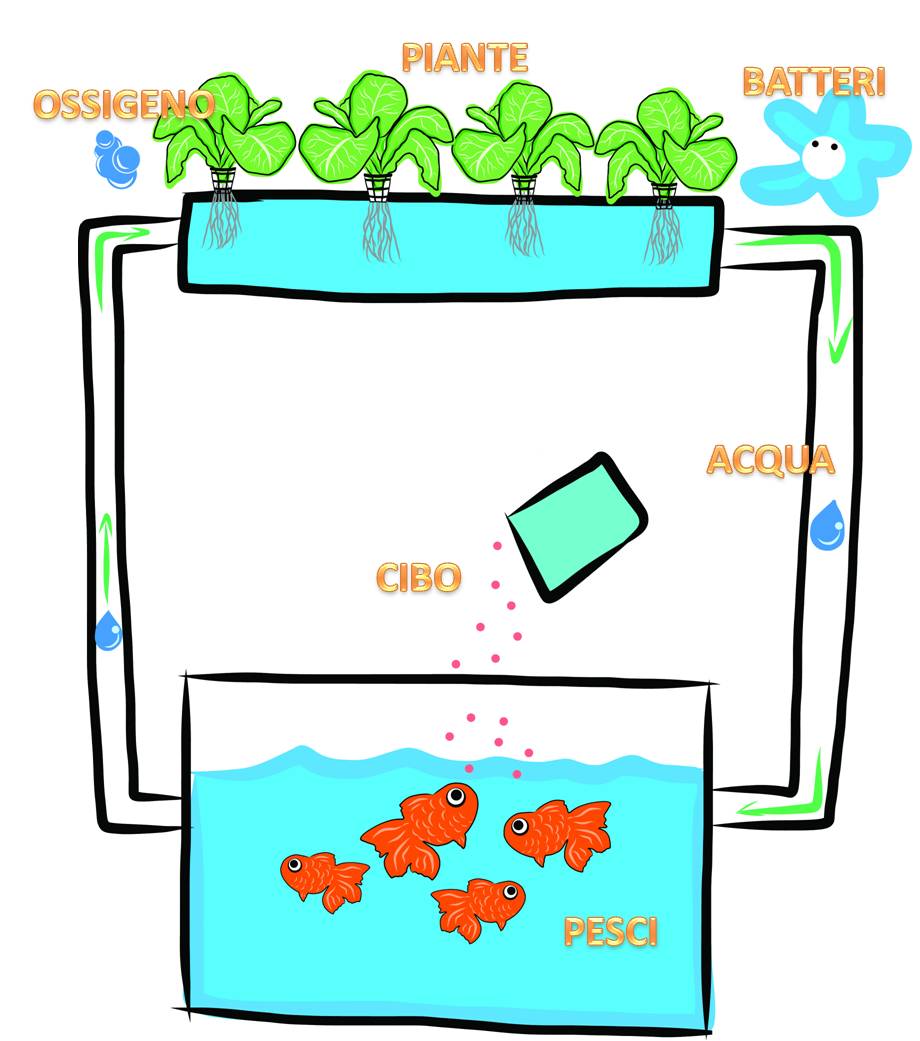 Acquaponica e ciclo dell'acqua