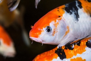 Animali acquatici Animali acquatici